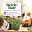 Lafeber Company Berrie-Bale for Guinea Pigs Mint 1 lb Lafeber's®