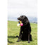 Loop & Launch Single Launchable Small Ball Dog Toy Launcher 2.5" Loop & Launch