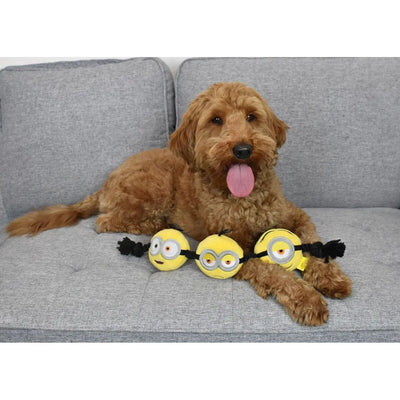 A fluffy brown dog lies on a gray sofa with its tongue out, resting its paws on a Multipet Minion 3-Head Dog Rope Toy 17, made from durable materials and perfect for interactive play.