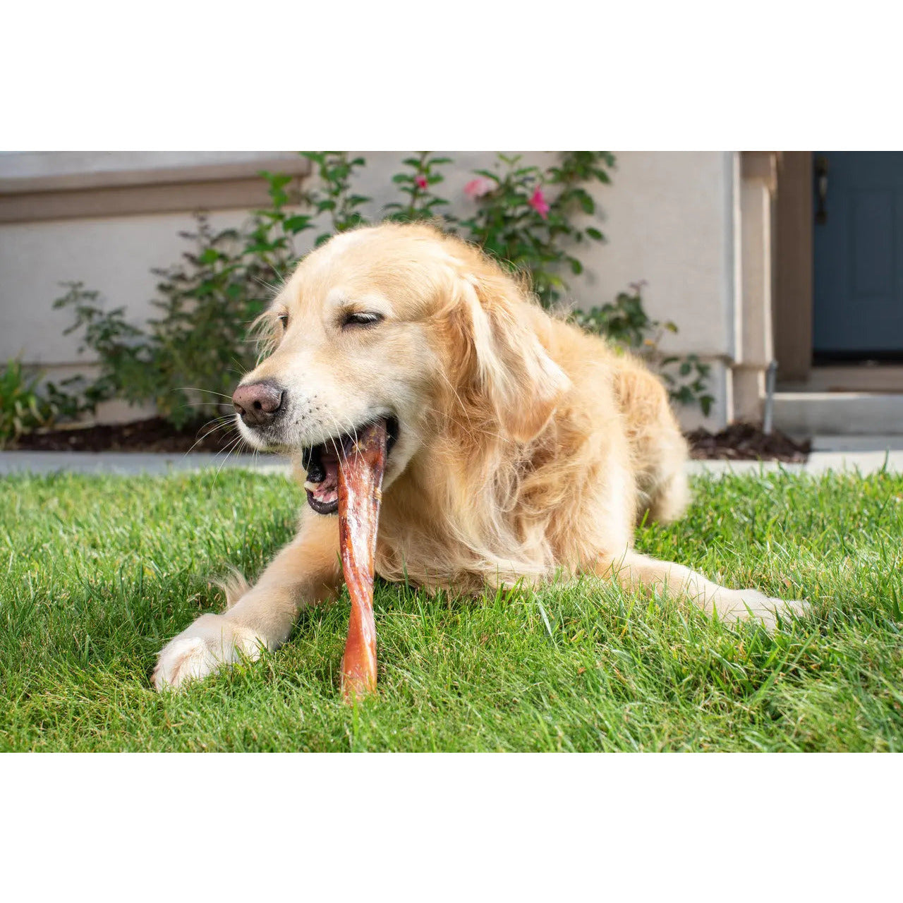 Natural Cravings 12" BIG DADDY Bully Stick Dog Chews 3 to 4 Sticks Per lb Barking Buddha