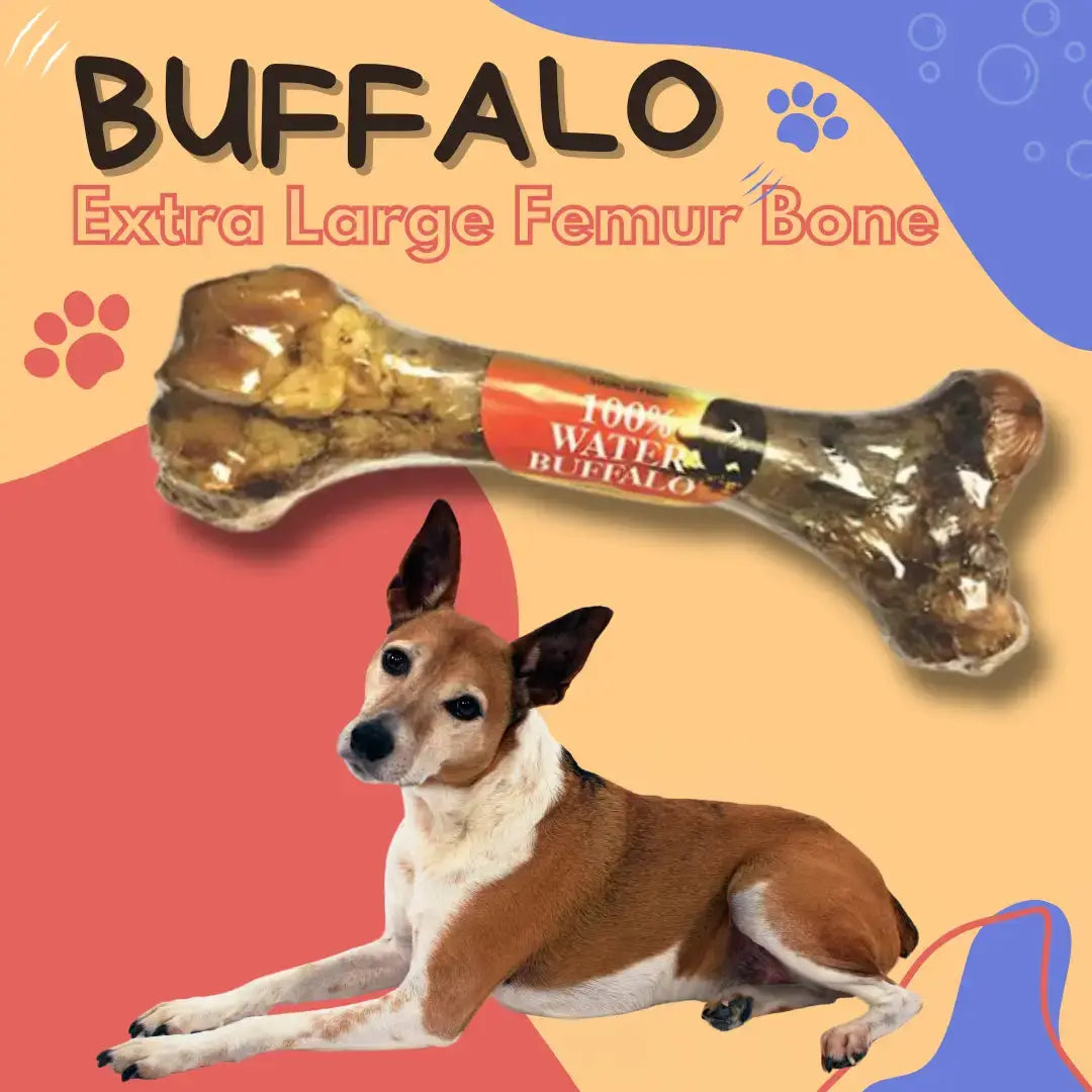 A dog rests on orange beside the Advance Pet Products Natural Water Buffalo Femur Bone Extra Large Chew for Dogs. Paw prints and text highlight this 100% water buffalo, long-lasting treat.
