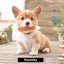 Nocciola 12-Pack Squeaky Dog Toys with Carry Bag Nocciola