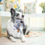 Nocciola 5 Pcs 3D Squeaky Dog Toys - Fun & Durable Forest Animal Set Nocciola
