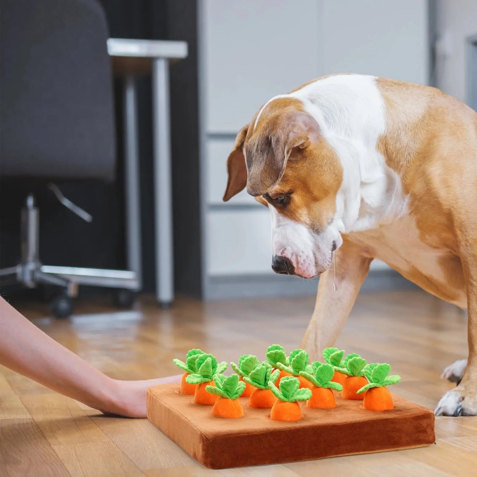 A brown and white dog examines the Nocciola Hide & Chew Carrot Enrichment Toy by Nocciola on the floor, while a person’s hand encourages playful mental stimulation.