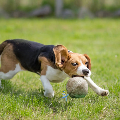 Nocciola Wobble Giggle Ball - Interactive Toy for Dogs of All Sizes Nocciola