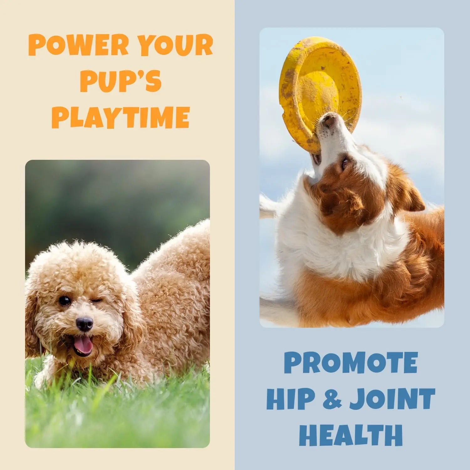 A fluffy dog lies on grass while another leaps for a yellow frisbee. Text reads: Support your dogs allergies and immunity with PETIPET Allergy + Immunity Soft Chews—Apple & Carrot flavor, with Quercetin & Omega 3.