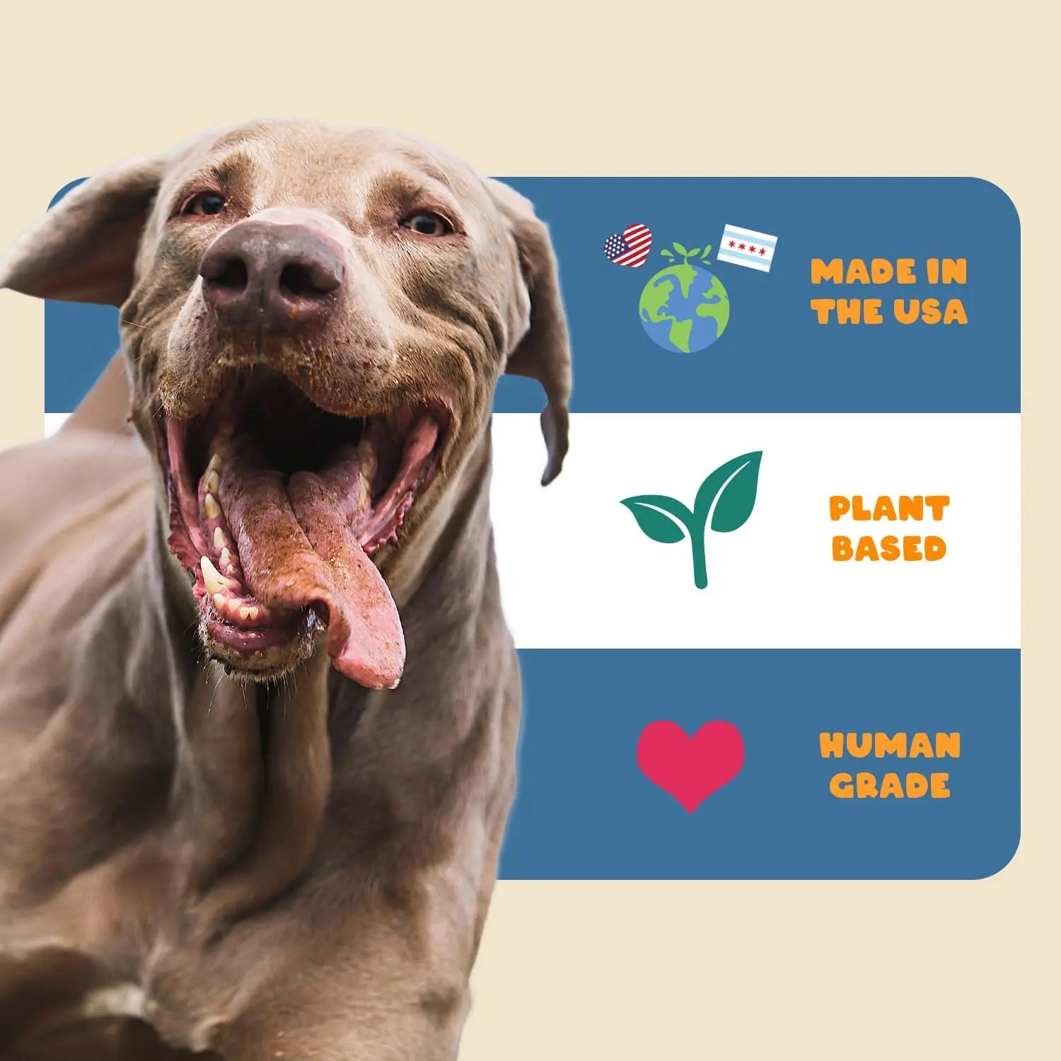 A happy dog stands before icons and text: PETIPET Allergy + Immunity Soft Chew Supplement for Dogs—Made in the USA, Plant Based, Human Grade, and offers natural allergy relief with Quercetin & Omega 3 for immunity.