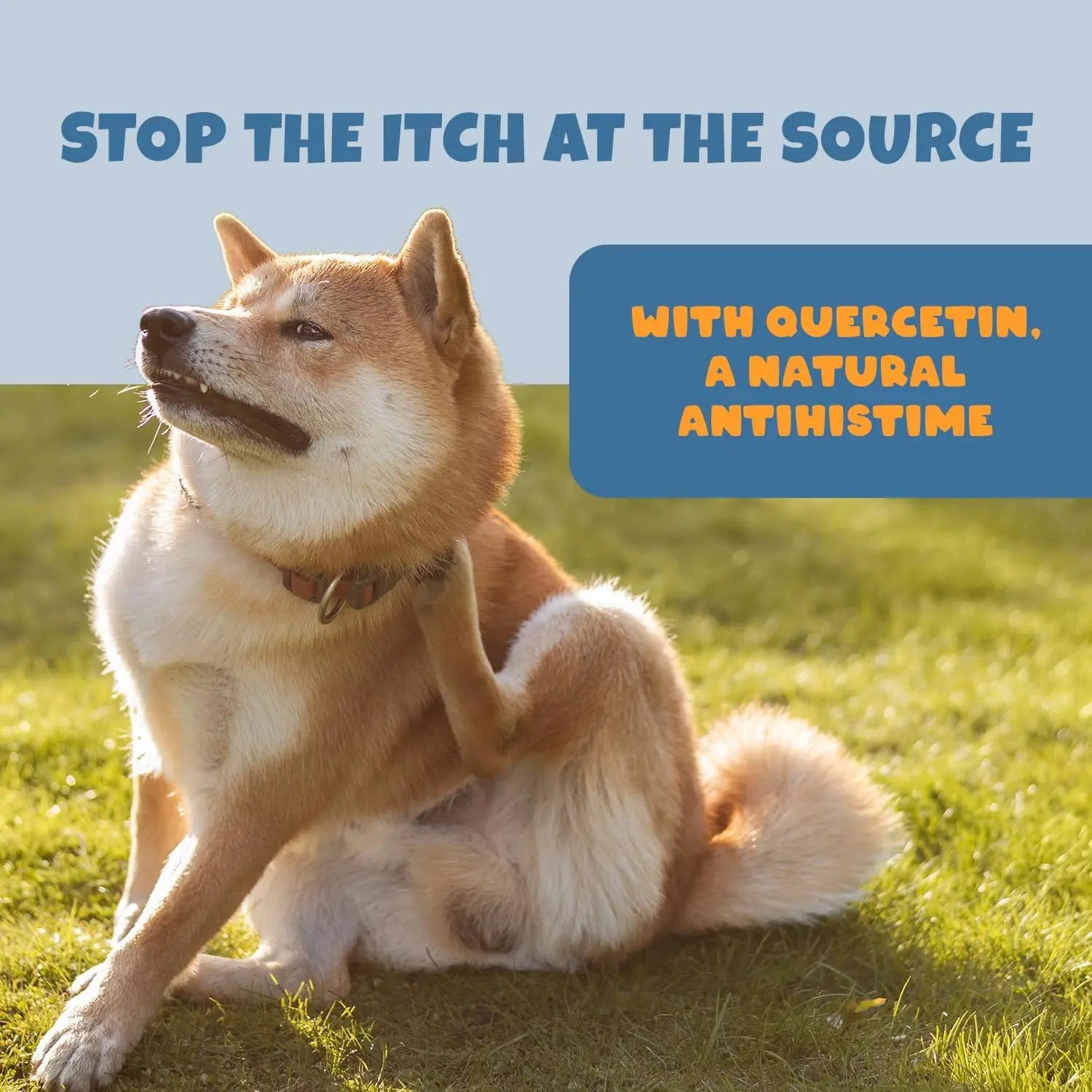 A dog sits on green grass, scratching its neck. Text reads: Soothe your dogs itch at the source with PETIPET Allergy + Immunity Soft Chews with Quercetin & Omega 3—an apple & carrot flavored allergy supplement for dogs.