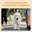 A senior golden retriever enjoys a walk outdoors with two people. Text above reads, “Support your loyal companion’s mobility every step: PETIPET Mobility Bites—Glucosamine + Turmeric Hip & Joint Supplement for Dogs.”.