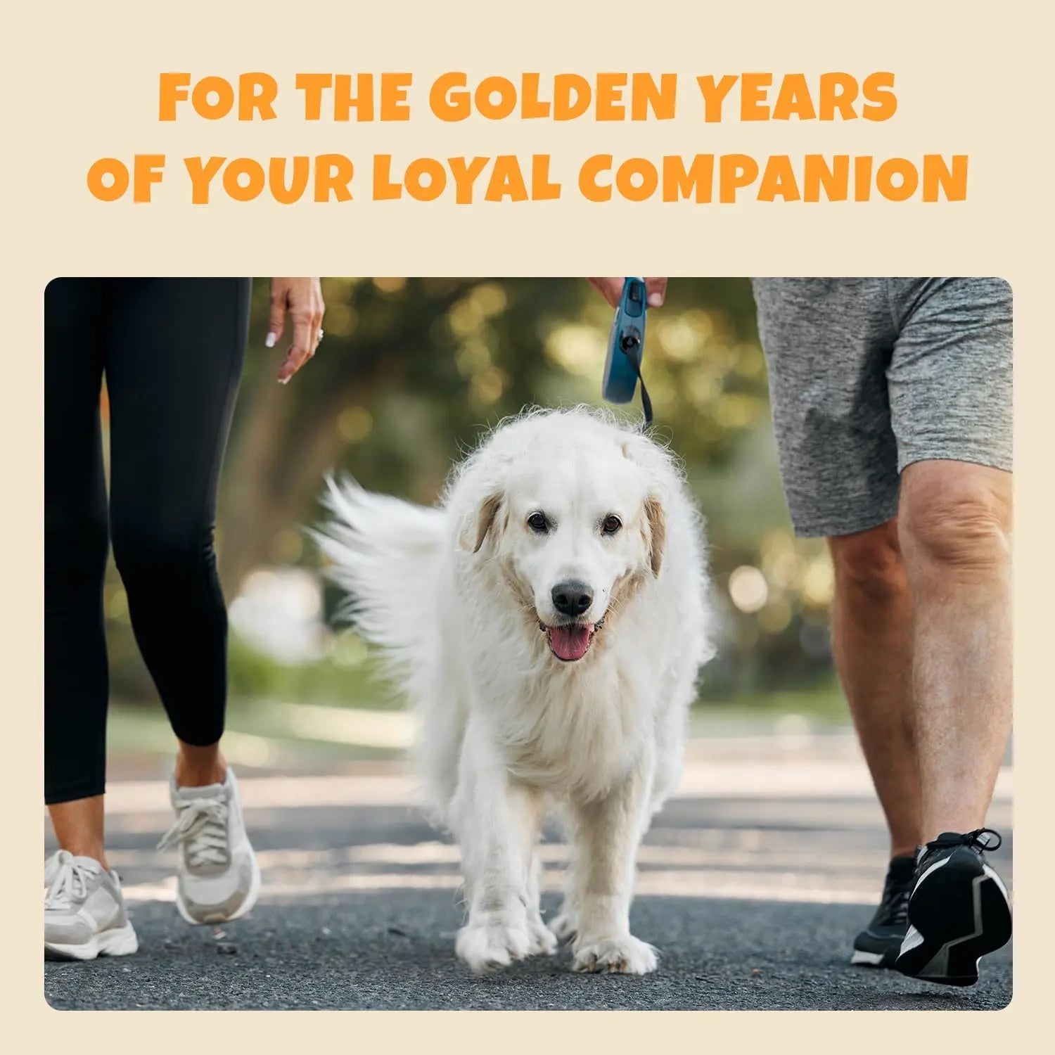 A senior golden retriever enjoys a walk outdoors with two people. Text above reads, “Support your loyal companion’s mobility every step: PETIPET Mobility Bites—Glucosamine + Turmeric Hip & Joint Supplement for Dogs.”.