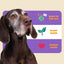 A senior brown dog sits before a colorful sign reading Made in the USA, Plant Based, Human Grade, Joint Support with purple and white stripes, highlighting PETIPET Mobility Bites Hip & Joint Supplement with Glucosamine + Turmeric for Dogs.