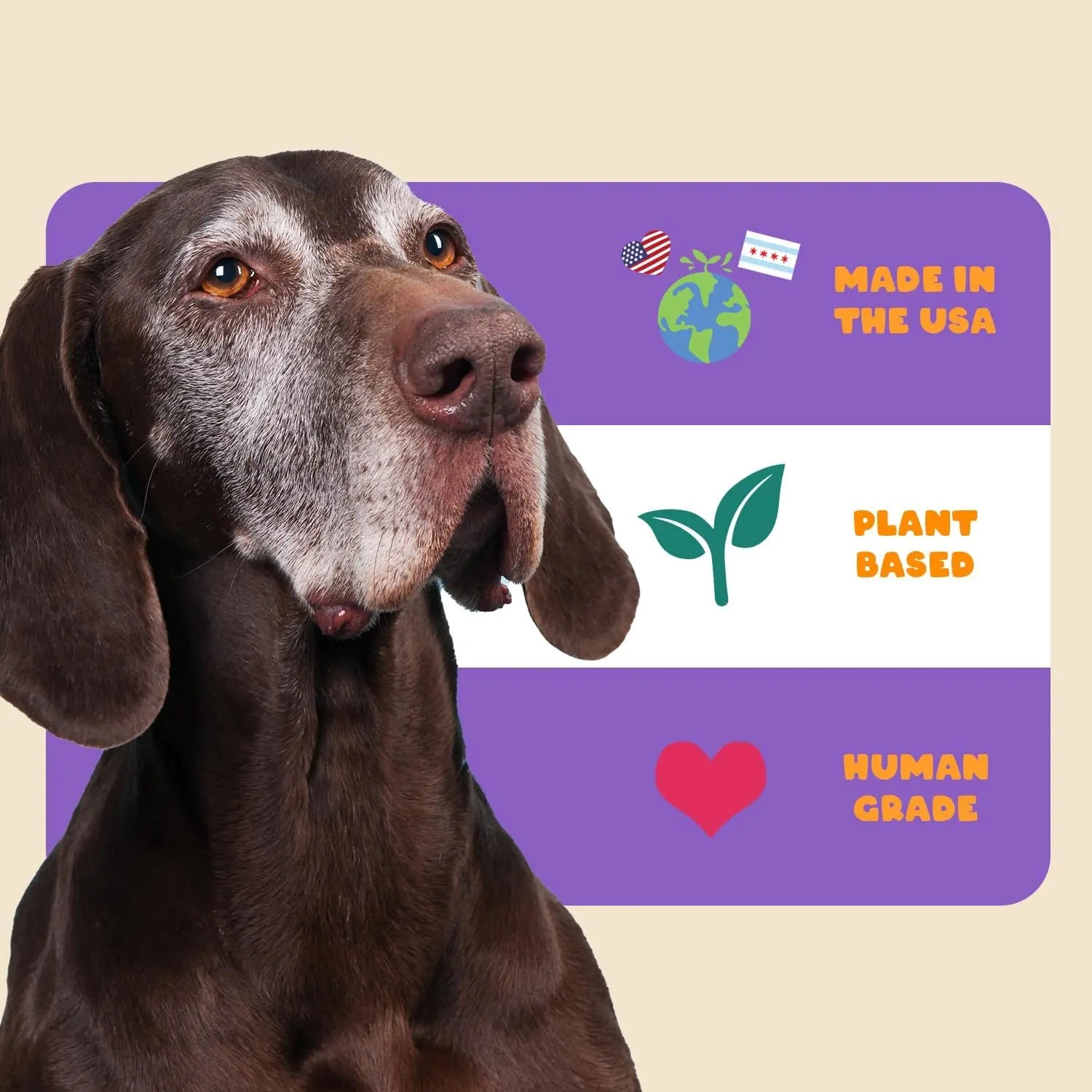 A senior brown dog sits before a colorful sign reading Made in the USA, Plant Based, Human Grade, Joint Support with purple and white stripes, highlighting PETIPET Mobility Bites Hip & Joint Supplement with Glucosamine + Turmeric for Dogs.
