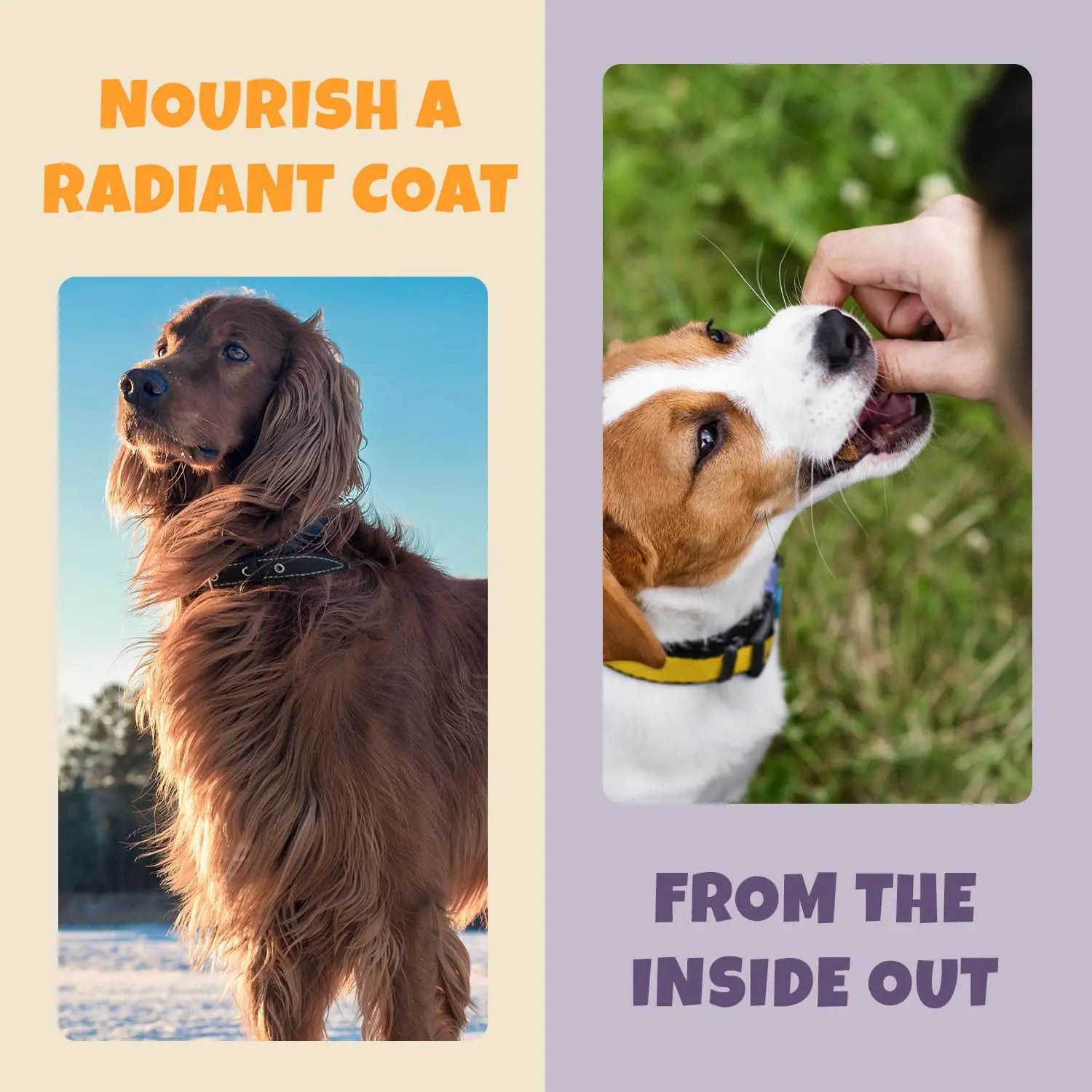 A long-haired brown dog stands outdoors on the left; on the right, a short-haired dog gets a treat. Text reads: Nourish your dogs coat, brain & heart with PETIPET Omega DHA Bites—Marine Algae DHA+EPA Apple & Carrot Soft Chews, 7oz.