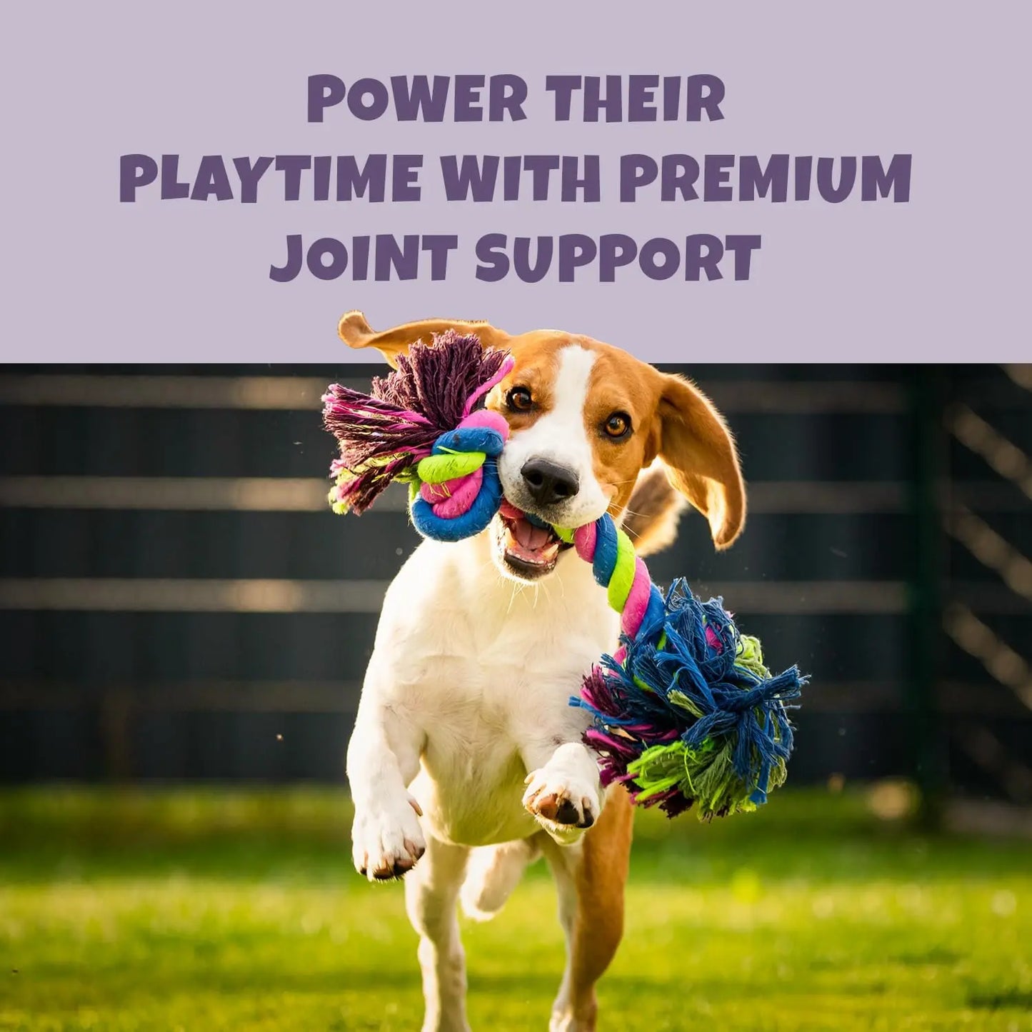 A happy dog runs outside holding a colorful rope toy. Above, bold text reads: Power their playtime with PETIPET Omega DHA Bites—apple & carrot soft chews with marine algae DHA + EPA for brain and heart health.