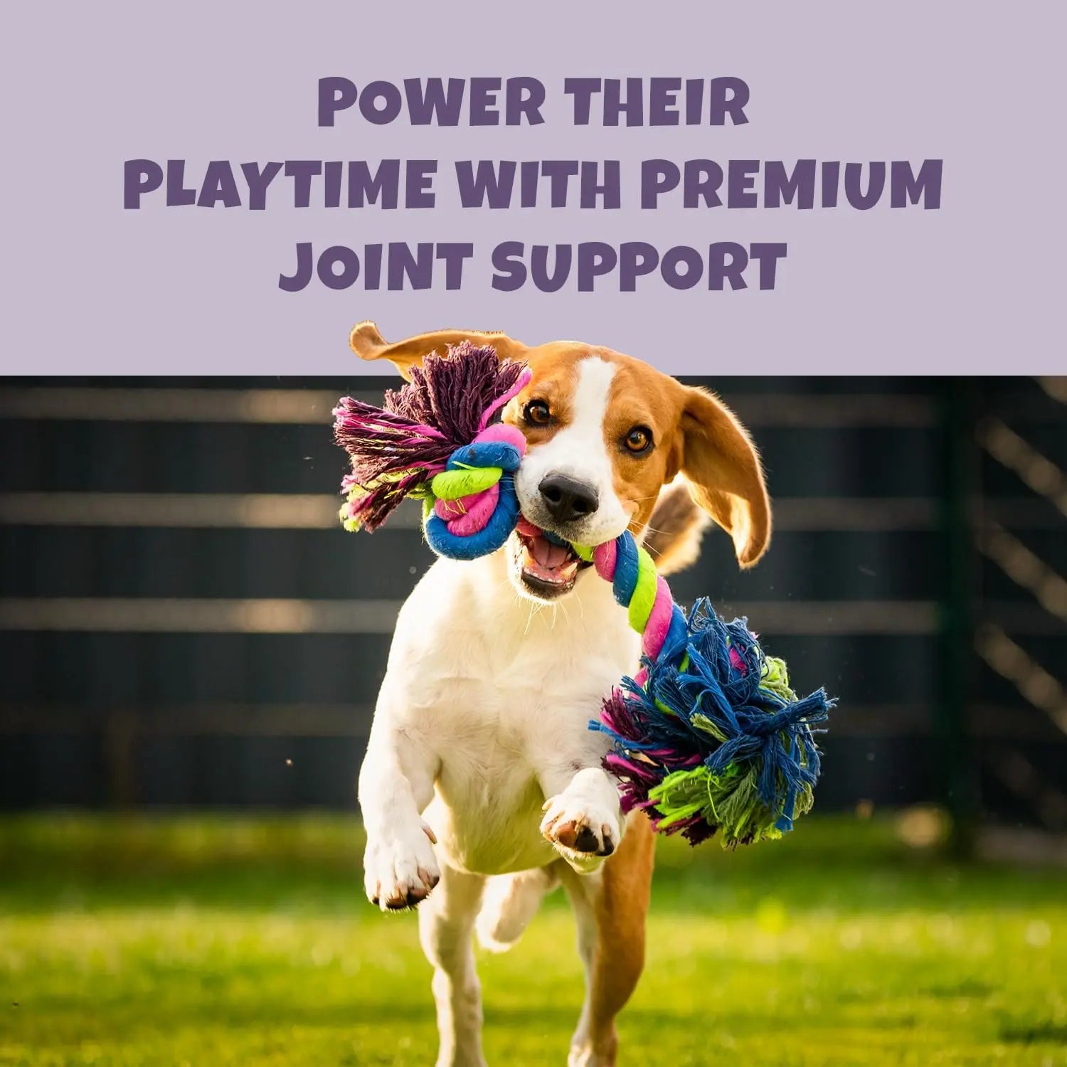 A happy dog runs outside holding a colorful rope toy. Above, bold text reads: Power their playtime with PETIPET Omega DHA Bites—apple & carrot soft chews with marine algae DHA + EPA for brain and heart health.