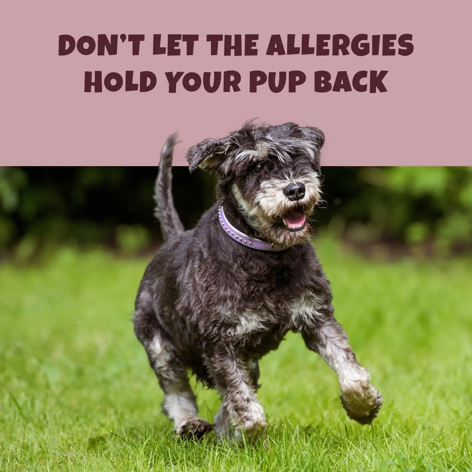 A black and gray dog with a purple collar runs on green grass. Bold text above reads: “DON’T LET THE ALLERGIES HOLD YOUR PUP BACK.” Try PETIPET Turmeric Bites + Curcumin Apple & Carrot Soft Chews for anti-inflammatory relief!.