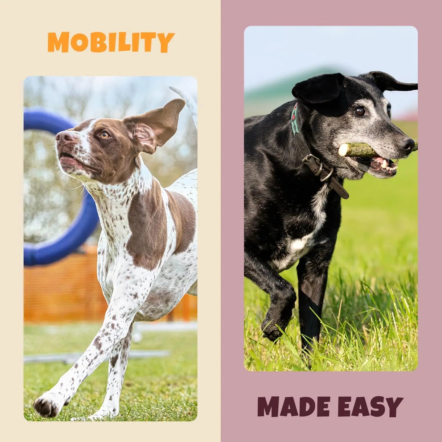 Two dogs run outdoors: the left, a white and brown dog under MOBILITY; the right, a black dog with a ball beneath MADE EASY, highlighting PETIPET Turmeric Bites + Curcumin Chews for anti-inflammatory relief for dogs.