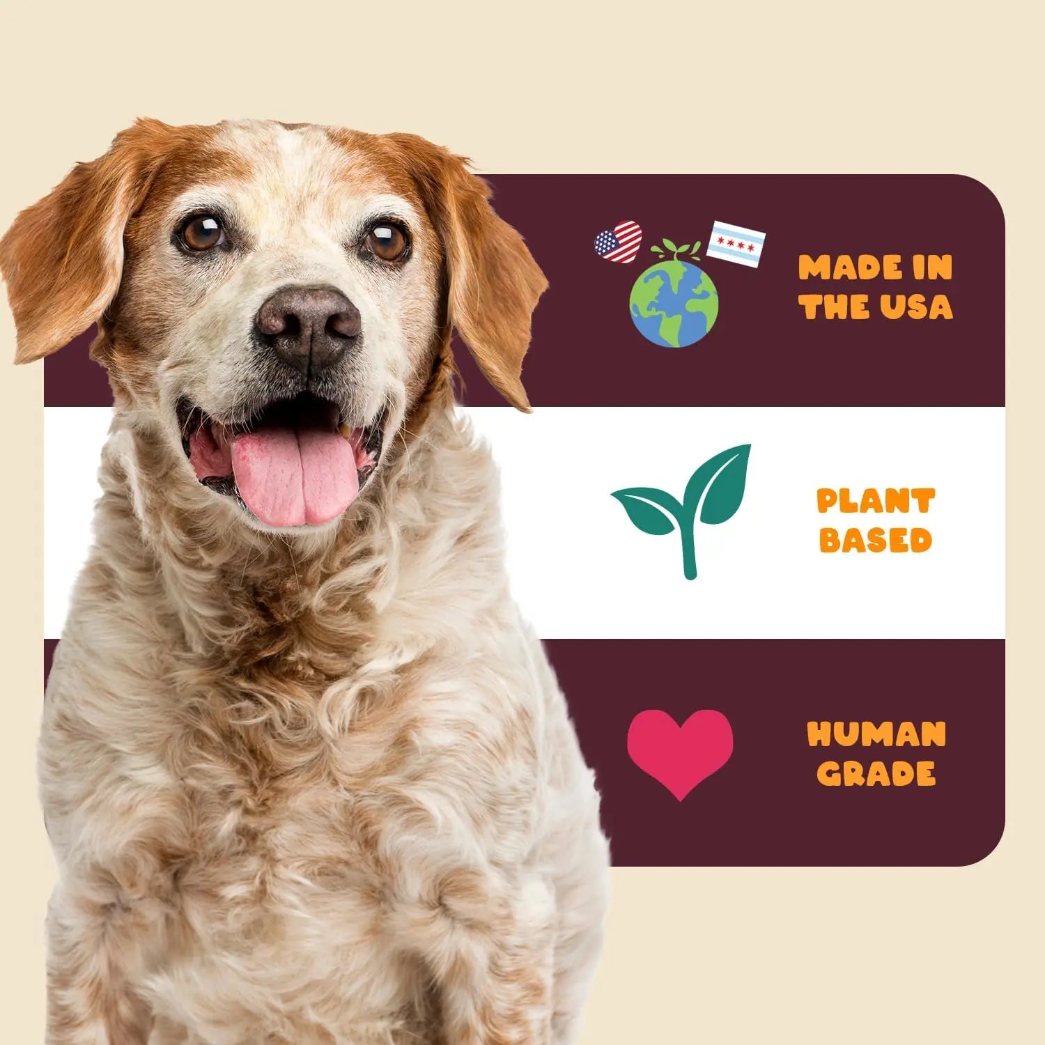 A happy brown and white dog sits in front of a graphic highlighting PETIPET Turmeric Bites + Curcumin Apple & Carrot Flavored Soft Chew Anti-Inflammatory Supplement for Dogs, made in the USA, plant based, and human grade.
