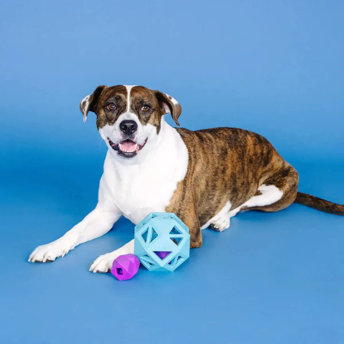 PetShop by Fringe Sweet on the Inside Rubber Dog Toy PetShop by Fringe Studio