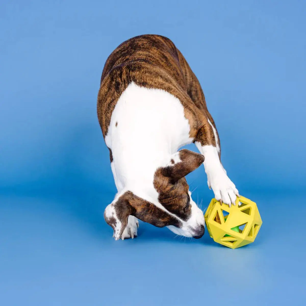 PetShop by Fringe Sweet on the Inside Rubber Dog Toy PetShop by Fringe Studio