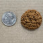 A U.S. quarter lies next to a small, round, brown Poochie Butter Cheezy Soft Chewy Dog Treat by Poochie Butter on a tan surface, showing the treats crumbly texture and size for comparison.
