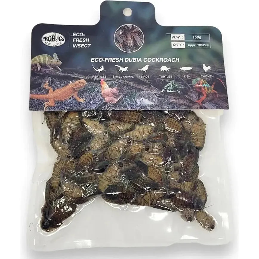 Pro Bugs Eco-Fresh Dubia Roaches for Arowana Fish, Bearded dragons, Small Animals Food Pro Bugs