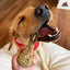 Redbarn Pet Products Chew-A-Bulls Brush Dog Dental Treat Redbarn