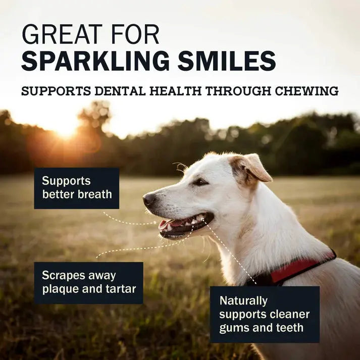 A happy dog wears a red collar outdoors in sunlight. Redbarns Hickory BBQ Dur-A-Bulls Stick Healthy Dog Chew helps support better breath, removes plaque and tartar, and naturally cleans gums and teeth.