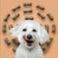 Roam Pet Treats Ossy Cuts Ostrich Neck Dog Chew for Small to Medium Dogs Roam