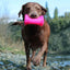A wet brown Labrador runs toward the camera on a rocky riverbank, carrying a bright pink Ruff Dawg Crinkit Rubber & Water-Bottle Tough Dog Toy in its mouth, with trees and blue sky in the background.