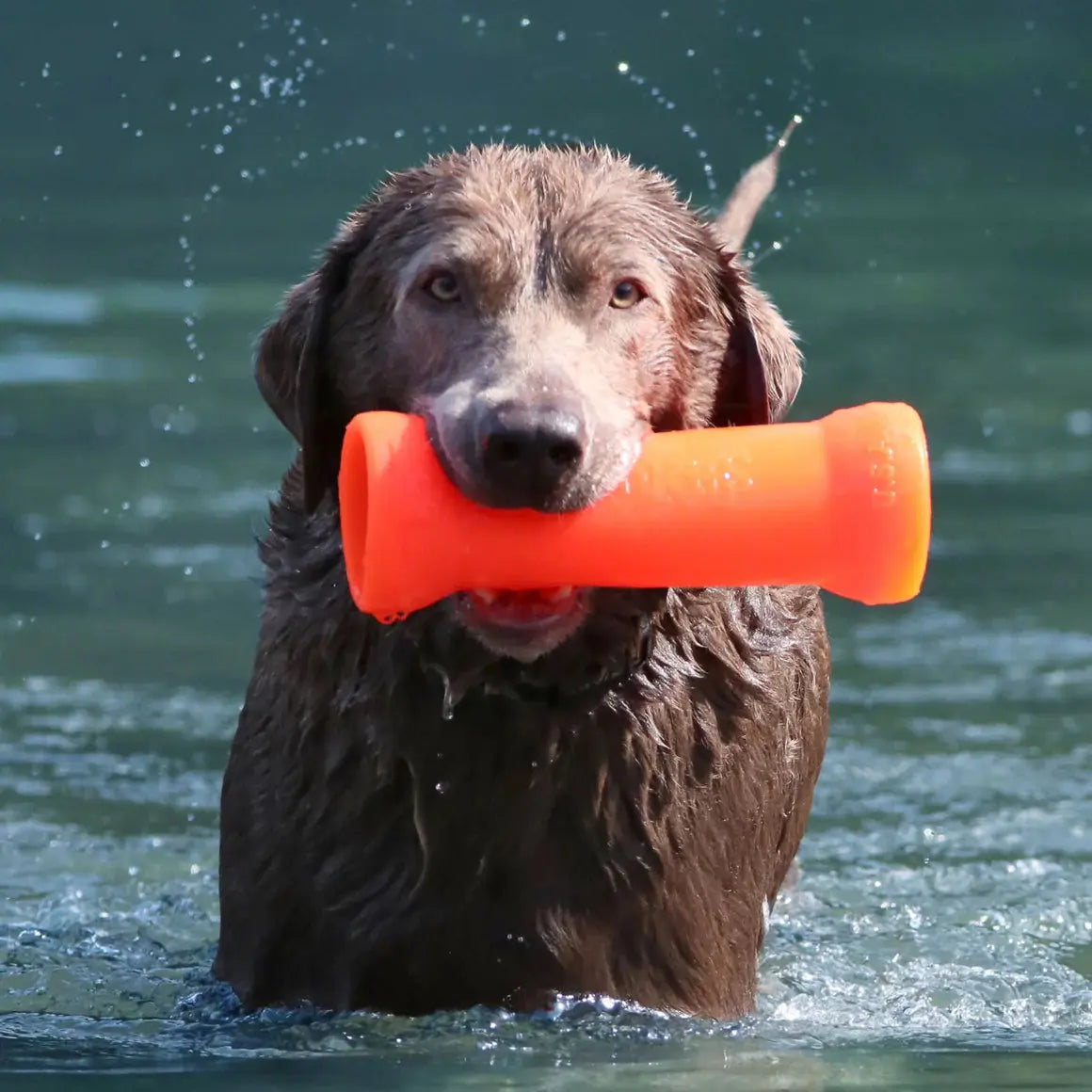 Ruff Dawg Crinkit Rubber & Water-Bottle Tough Dog Toy Ruff Dawg