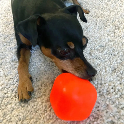 A small black and brown dog lies on a light-colored carpet, holding a bright red Ruff Dawg Dawg-Cube Tough Dog Toy in its mouth.