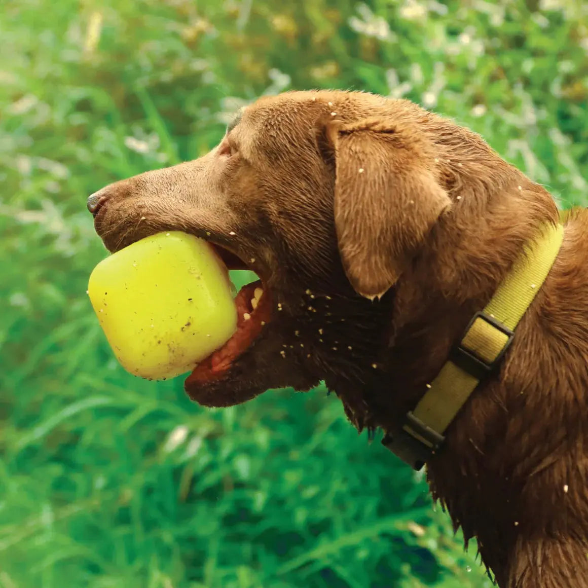 A brown dog wearing a green collar stands outdoors on lush grass, holding the Ruff Dawg Dawg-Cube Tough Dog Toy by Ruff Dawg in its mouth.