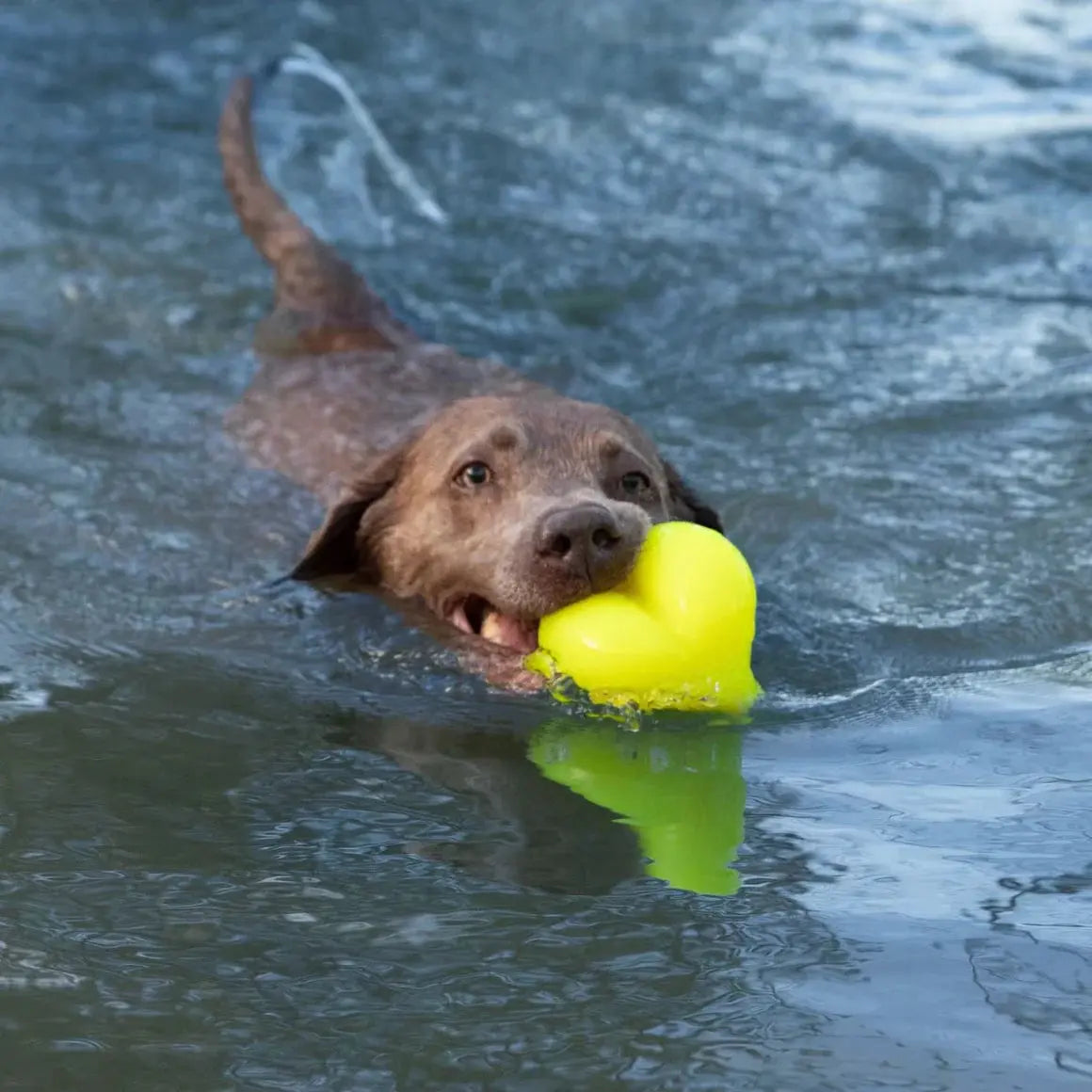 A brown dog swims happily, gripping the Ruff Dawg Dawg-Hart Tough Rubber Dog Chew Toy by Ruff Dawg—a bright yellow, heart-shaped floating toy—in its mouth as it paddles through the water.
