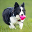 A black and white Border Collie walks on green grass, carrying a Ruff Dawg Dawg-Hart Tough Rubber Dog Chew Toy by Ruff Dawg in its mouth. The blurred background highlights the playful dog in sharp focus.
