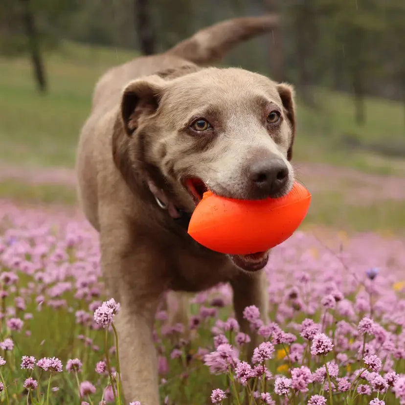 A brown dog stands in a field of pink wildflowers, holding a Ruff Dawg Football Tough Rubber Dog Chew Toy by Ruff Dawg in its mouth, with a blurred green and brown background.
