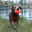 A wet brown dog runs through grass by a lake, splashing water while carrying the Ruff Dawg Football Tough Rubber Dog Chew Toy by Ruff Dawg, a bright orange floating toy, in its mouth.