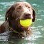 A wet brown Labrador retriever stands in water, holding the Ruff Dawg Ball Tough Dog Chew Toy by Ruff Dawg in its mouth. Water drips from its fur as it looks ahead, ready to fetch the durable toy again.