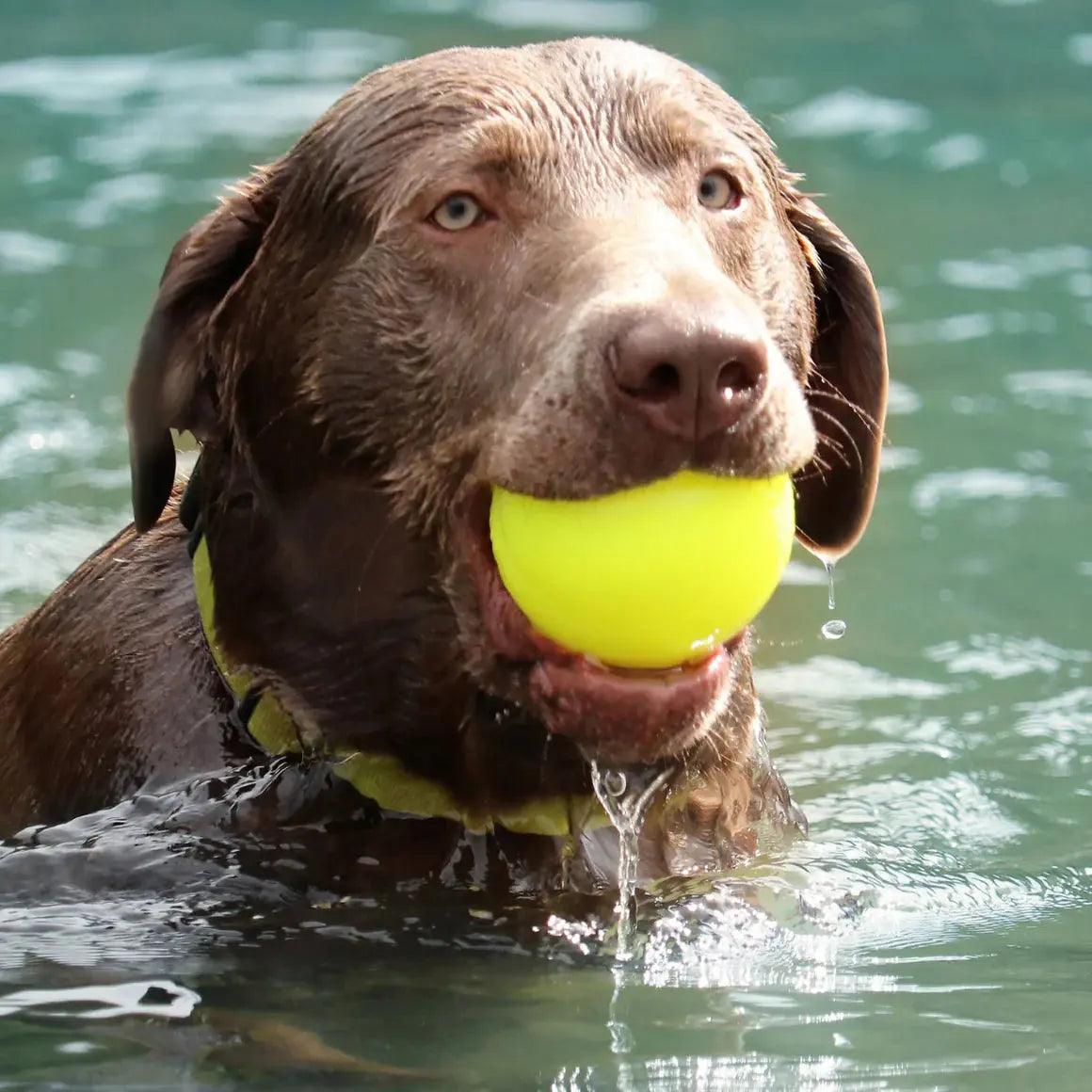 A wet brown Labrador retriever stands in water, holding the Ruff Dawg Ball Tough Dog Chew Toy by Ruff Dawg in its mouth. Water drips from its fur as it looks ahead, ready to fetch the durable toy again.