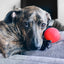 Ruff Dawg, Ball Tough Dog Chew Toy Ruff Dawg