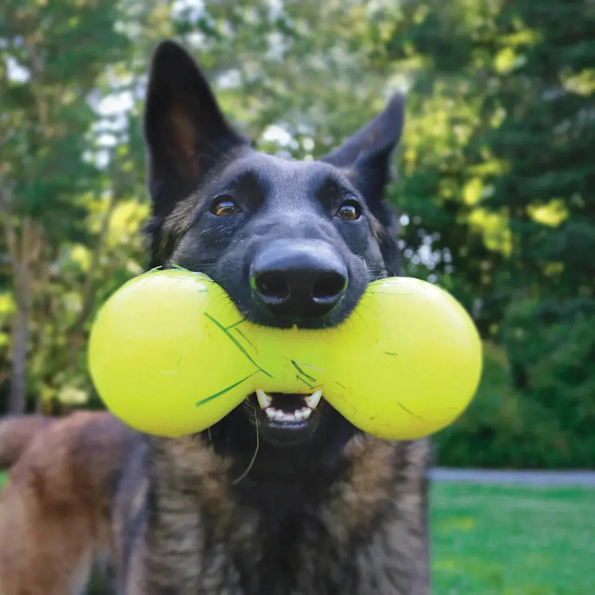 Ruff Dawg, Big Dawg Barbell Tough Dog Chew Toy Ruff Dawg