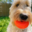 A fluffy, light-colored dog stands on green grass holding the Ruff Dawg, Dawg Nut Tough Dog Chew Toy by Ruff Dawg in its mouth, with a wooden fence and trees in the background.