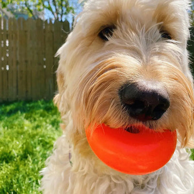 A fluffy, light-colored dog stands on green grass holding the Ruff Dawg, Dawg Nut Tough Dog Chew Toy by Ruff Dawg in its mouth, with a wooden fence and trees in the background.
