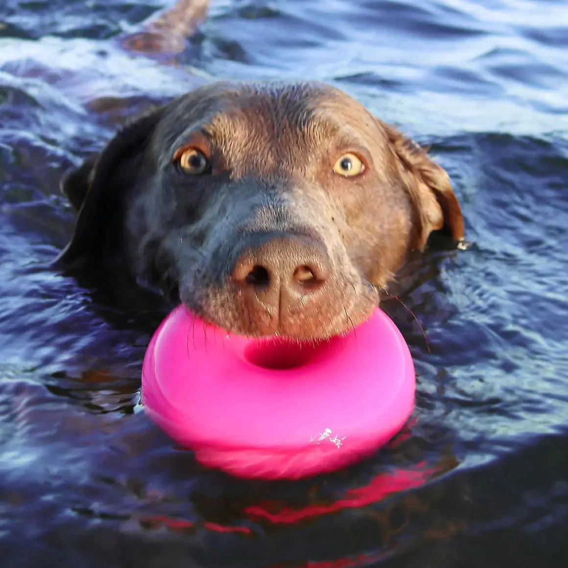 Ruff Dawg, Dawg Nut Tough Dog Chew Toy Ruff Dawg