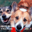 Two happy dogs, one with a red bandana, sit close together outdoors. Text: For dogs 12 weeks or older. Showseason logo in bottom right highlights cruelty-free ingredients in gentle Spring Rain Dog Cologne by Showseason.