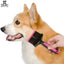 A person uses the Talis Us Double Sided Dog Grooming Brush for Shedding, in pink and black, to brush a corgi’s fur. The Talis Us logo appears in the top left corner while the corgi looks to the side with its mouth open.