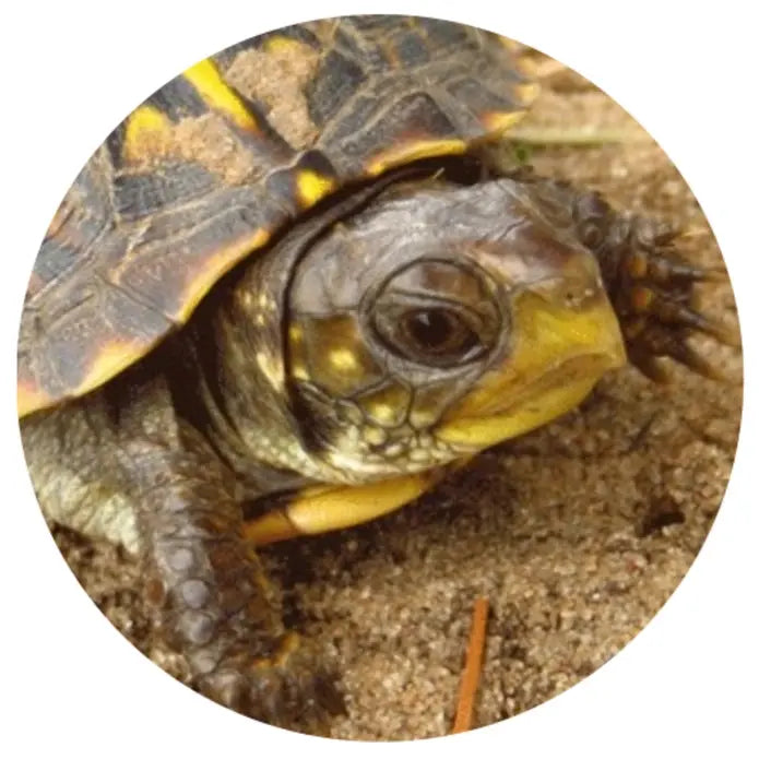 TropicZone Box Turtle Diet Stage-1 Baby Formula Talis Us