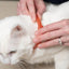 Wondercide Natural Flea, Tick & Mosquito Repellent Cat Collar Wondercide