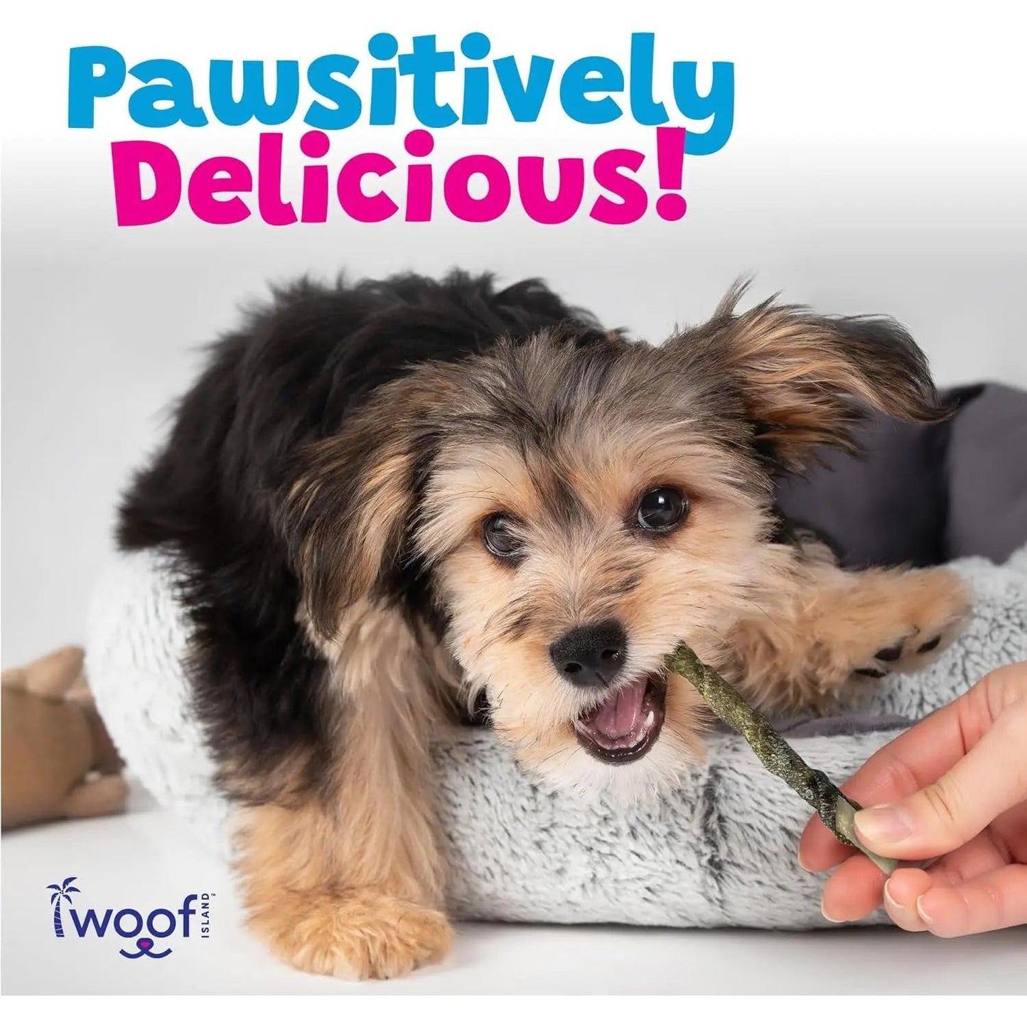 A small, fluffy dog enjoys a Woof Island Coconut and Mango Sticks Dog Treat with Fish Skin while lying on a gray pet bed. Above, colorful text reads “Pawsitively Delicious!” A hand holds the treat next to the Woof Island logo.