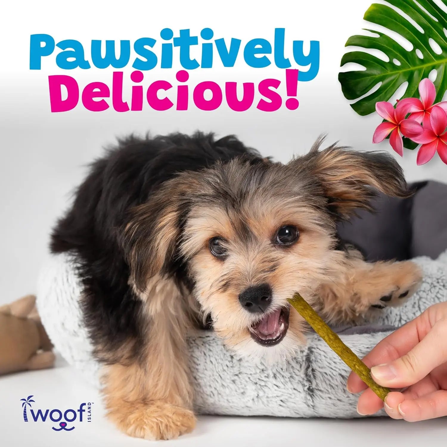 A small, fluffy puppy bites a green Woof Island Smoked Kalua Pork Rolls chew while lying in a gray pet bed. Text above reads Pawsitively Delicious! with colorful leaves. A hand holds the treat; Woof Island logo is in the corner.